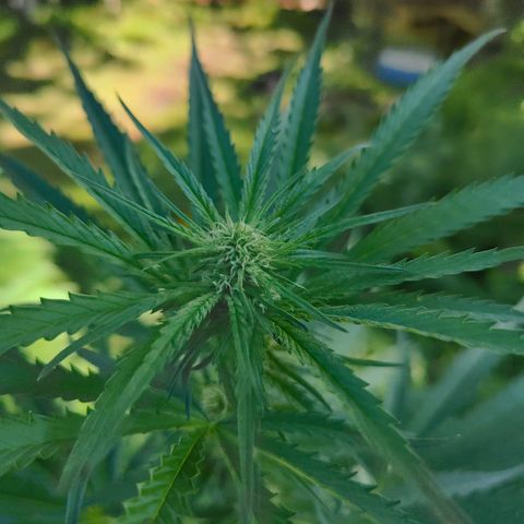 Platinum Kush Breath Remix🎧 growlog timeline photo