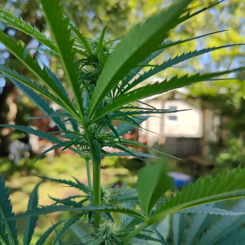 Platinum Kush Breath Remix🎧 growlog timeline photo