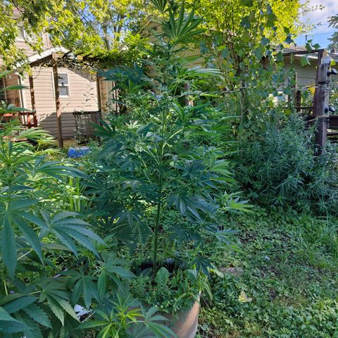 Platinum Kush Breath Remix🎧 growlog timeline photo