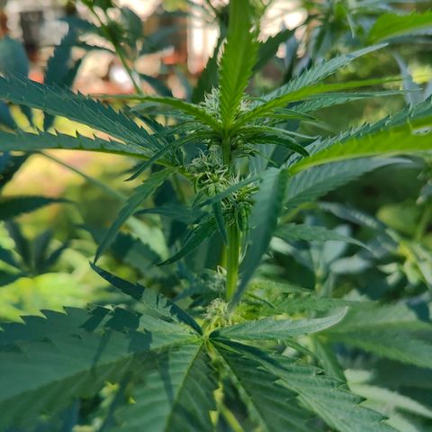 Platinum Kush Breath Remix🎧 growlog timeline photo