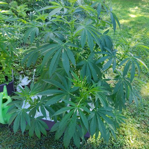 Slurricane Earth box  #1 growlog timeline photo