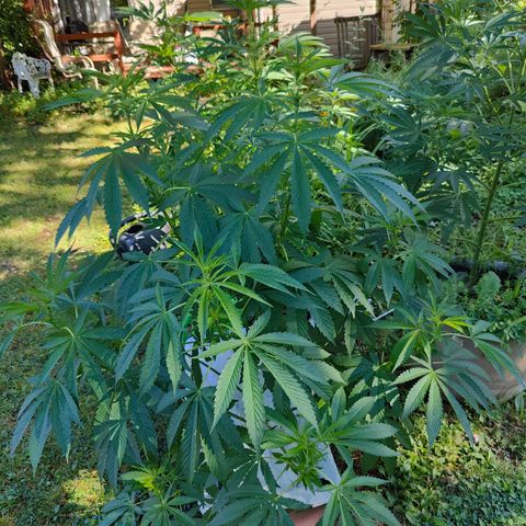 Slurricane Earth box  #1 growlog timeline photo