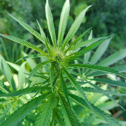 Jelly Breath J1 #1 growlog timeline photo