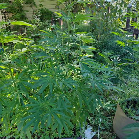 Jelly Breath J1 #1 growlog timeline photo