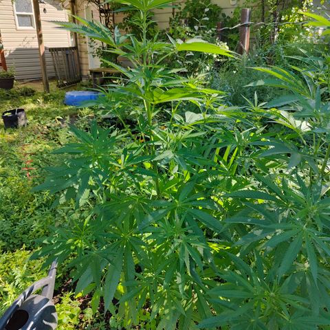 Jelly Breath J1 #2 growlog timeline photo