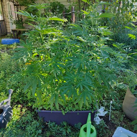 Jelly Breath J1 #2 growlog timeline photo