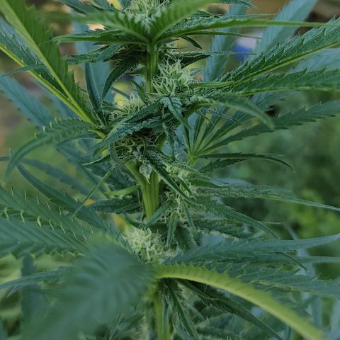 Platinum Kush Breath Remix🎧 growlog timeline photo