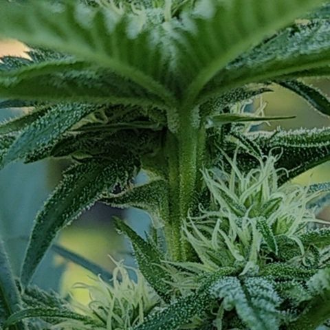 Platinum Kush Breath Remix🎧 growlog timeline photo
