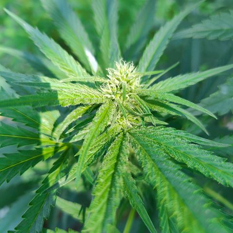 Platinum Kush Breath Remix🎧 growlog timeline photo