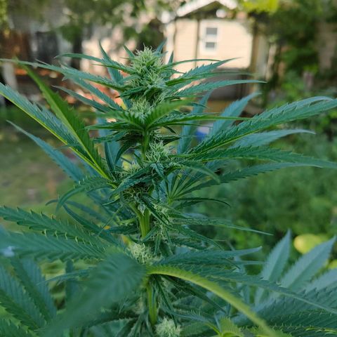 Platinum Kush Breath Remix🎧 growlog timeline photo