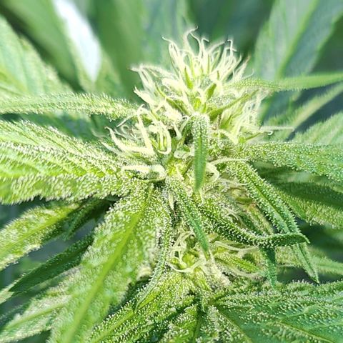Platinum Kush Breath Remix🎧 growlog timeline photo