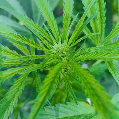 Slurricane Earth box  #1 growlog timeline photo