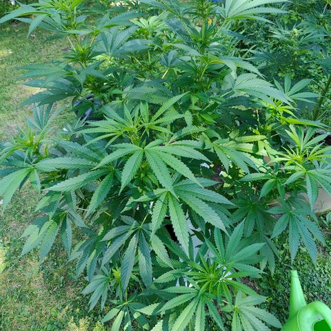 Slurricane Earth box  #1 growlog timeline photo
