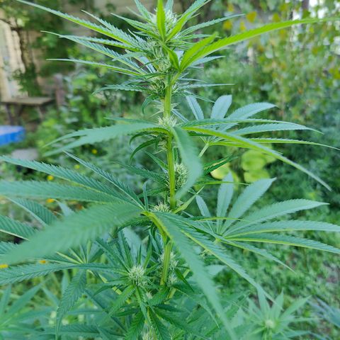 Jelly Breath J1 #1 growlog timeline photo