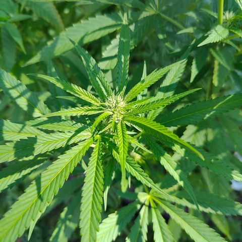 Jelly Breath J1 #1 growlog timeline photo