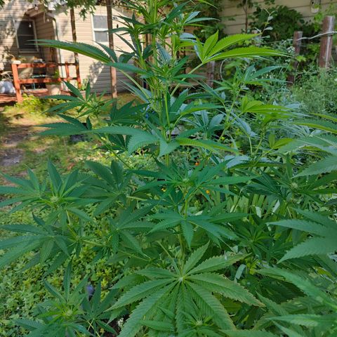 Jelly Breath J1 #2 growlog timeline photo