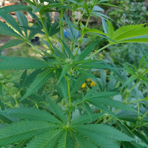 Jelly Breath J1 #2 growlog timeline photo