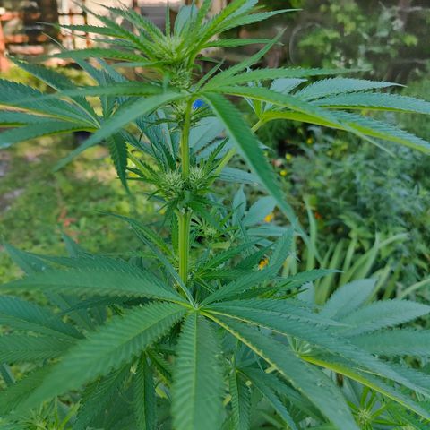 Jelly Breath J1 #2 growlog timeline photo