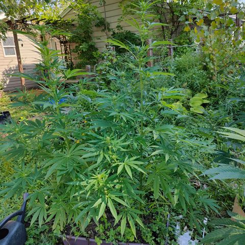 Jelly Breath J1 #2 growlog timeline photo