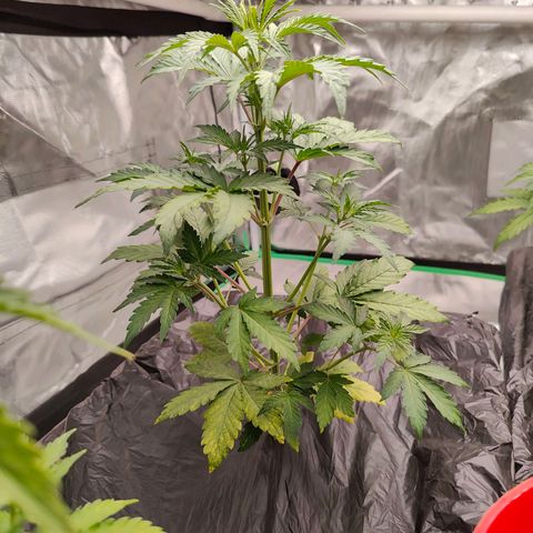 Blueberry Auto  #1 growlog timeline photo