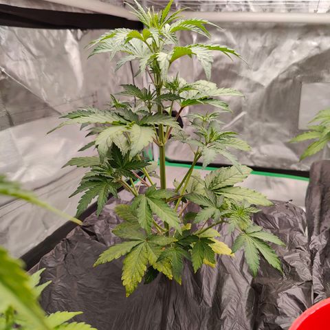 Blueberry Auto  #1 growlog timeline photo