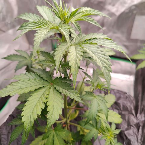 Blueberry Auto  #1 growlog timeline photo