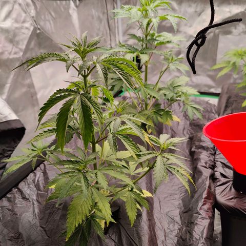 Blueberry Auto  #1 growlog timeline photo