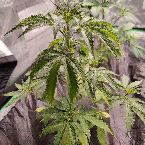 Blueberry Auto  #2 growlog timeline photo