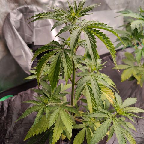 Blueberry Auto  #2 growlog timeline photo