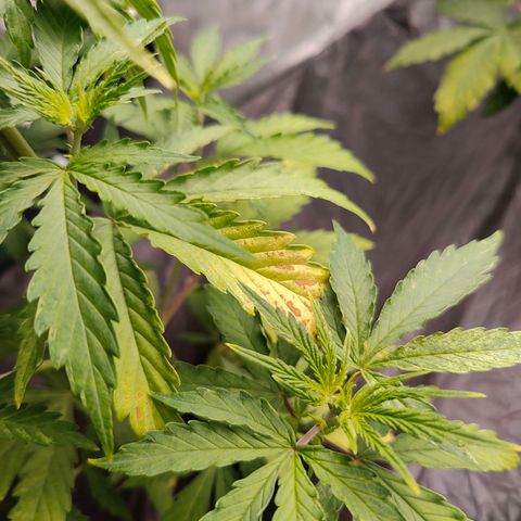 Blueberry Auto  #2 growlog timeline photo