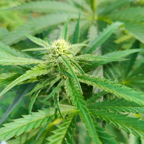 Platinum Kush Breath Remix🎧 growlog timeline photo