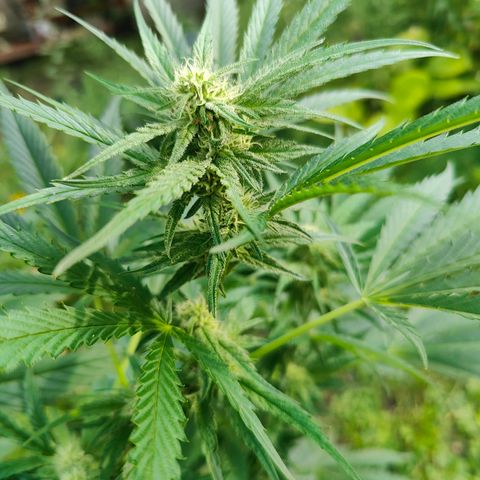 Platinum Kush Breath Remix🎧 growlog timeline photo