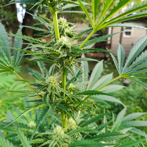 Platinum Kush Breath Remix🎧 growlog timeline photo