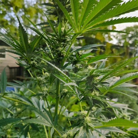 Platinum Kush Breath Remix🎧 growlog timeline photo