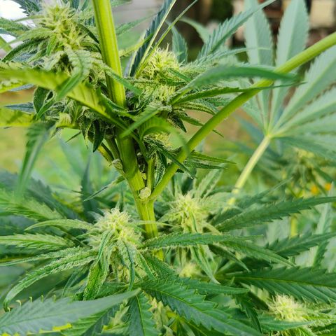 Platinum Kush Breath Remix🎧 growlog timeline photo