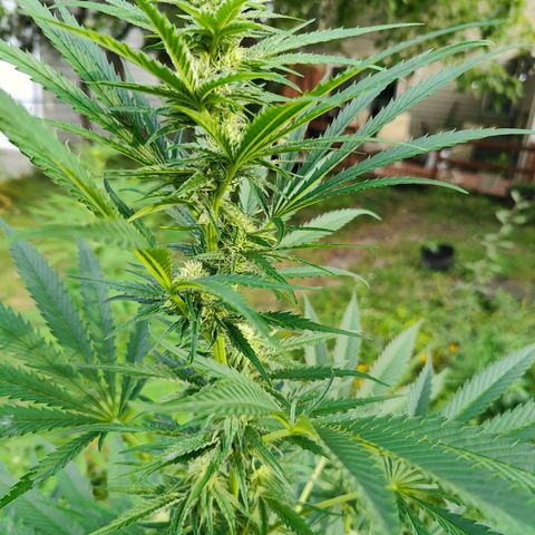 Platinum Kush Breath Remix🎧 growlog timeline photo