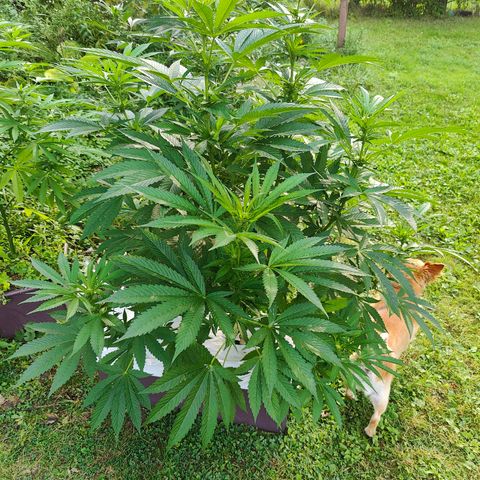 Slurricane Earth box  #1 growlog timeline photo