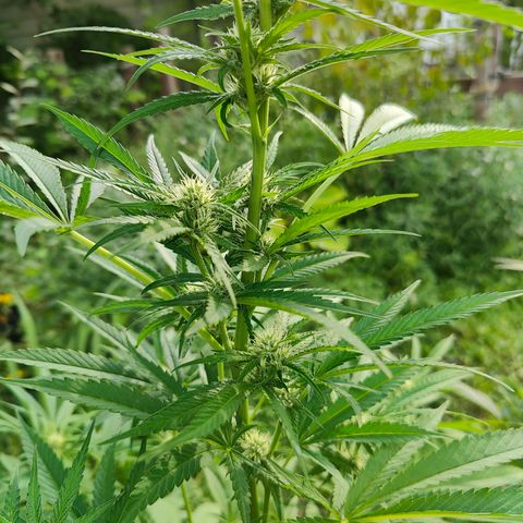 Jelly Breath J1 #1 growlog timeline photo