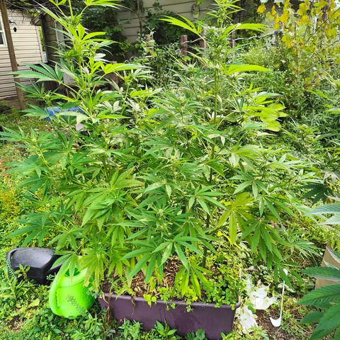 Jelly Breath J1 #1 growlog timeline photo