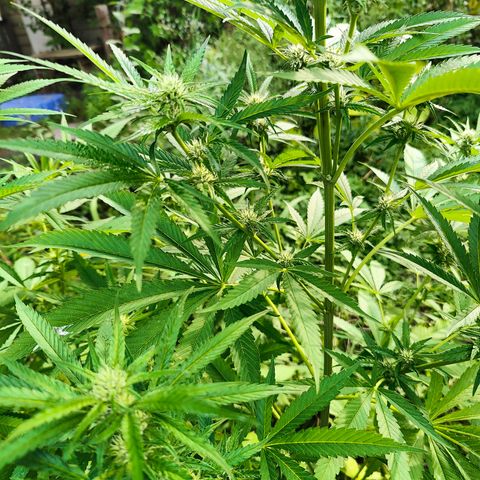 Jelly Breath J1 #1 growlog timeline photo