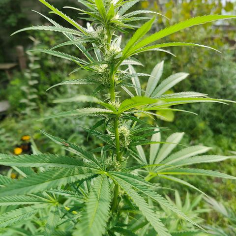 Jelly Breath J1 #1 growlog timeline photo