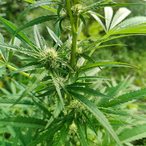 Jelly Breath J1 #1 growlog timeline photo