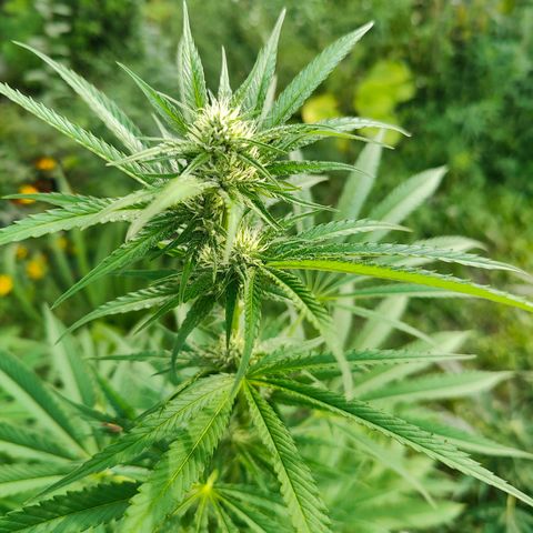 Jelly Breath J1 #1 growlog timeline photo