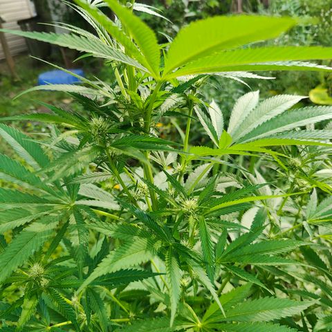 Jelly Breath J1 #2 growlog timeline photo