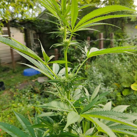 Jelly Breath J1 #2 growlog timeline photo
