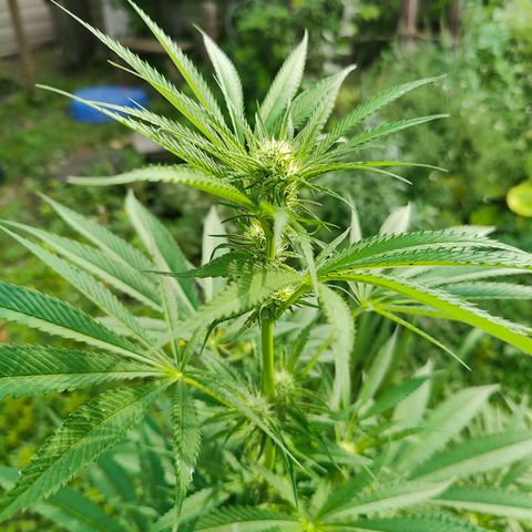 Jelly Breath J1 #2 growlog timeline photo