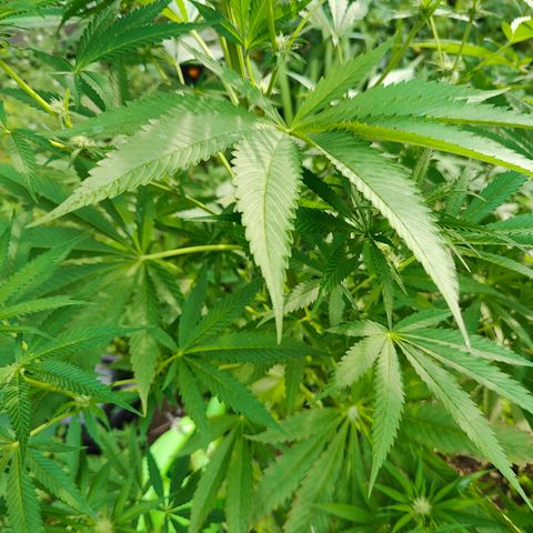 Jelly Breath J1 #2 growlog timeline photo