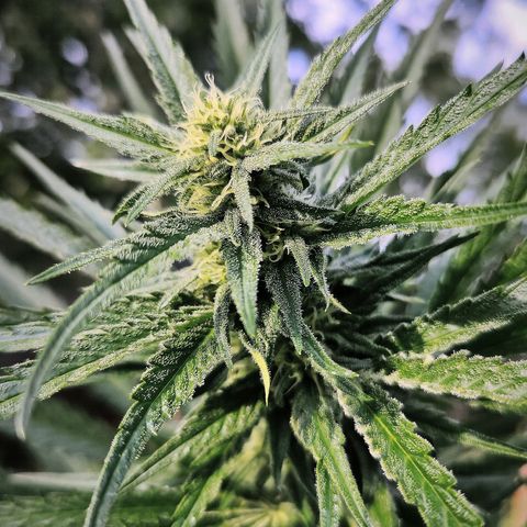 Platinum Kush Breath Remix🎧 growlog timeline photo