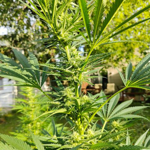Platinum Kush Breath Remix🎧 growlog timeline photo