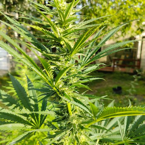 Platinum Kush Breath Remix🎧 growlog timeline photo